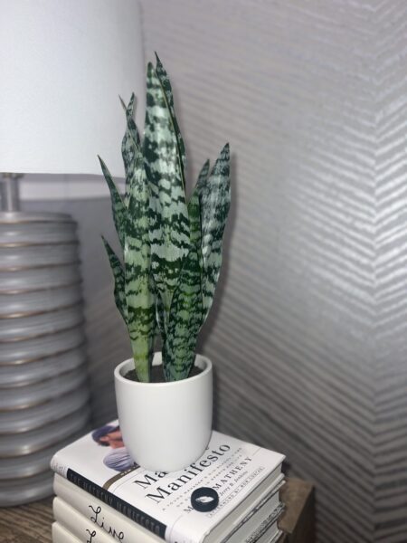 A snake plant in a white pot atop a stack of books.